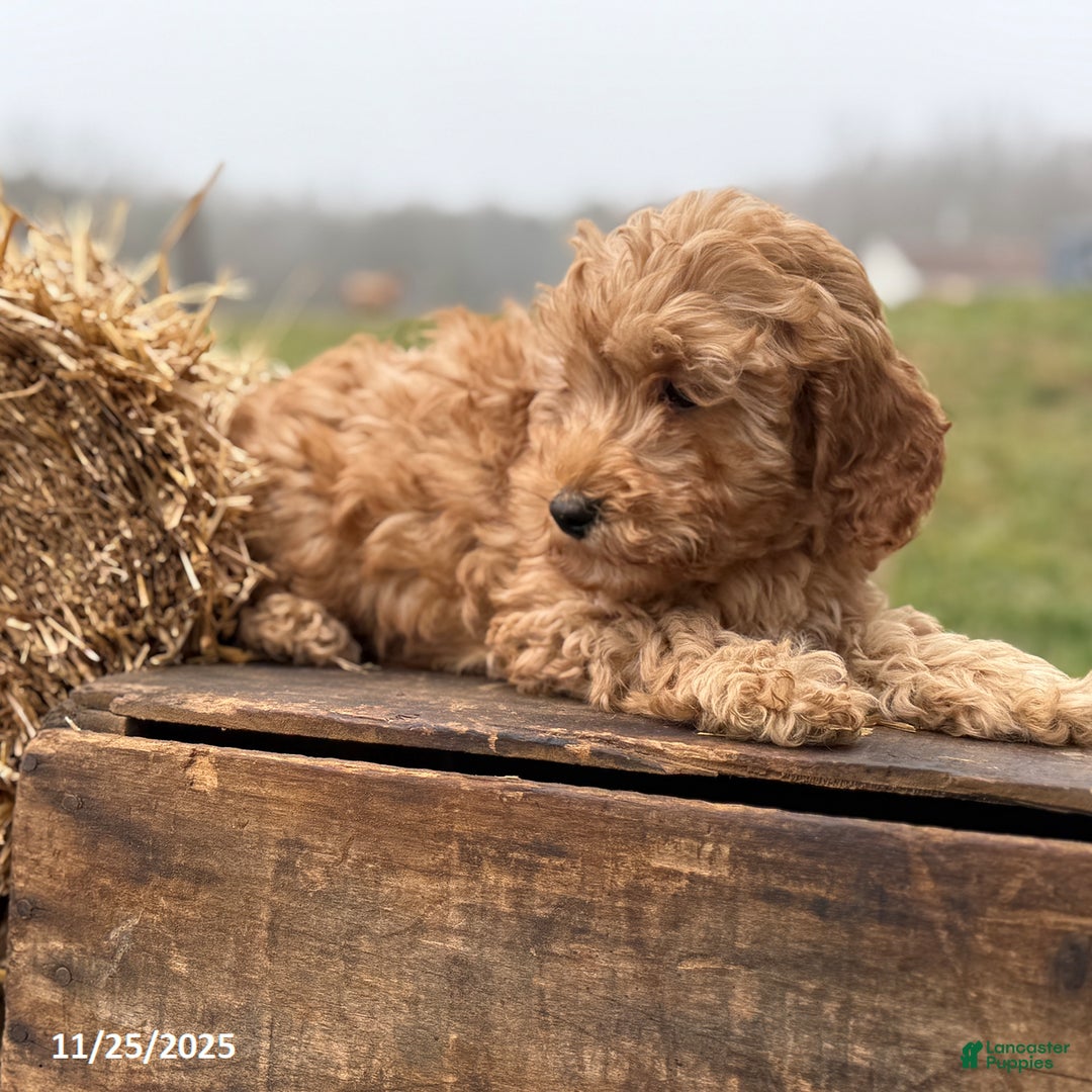 Irish Doodle dogs for sale: Frank  - Ad 2