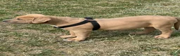 American Bully dogs for sale: KANO - Ad 8