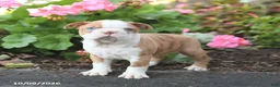 Boston Terrier dogs for sale: Lucky - Ad 2