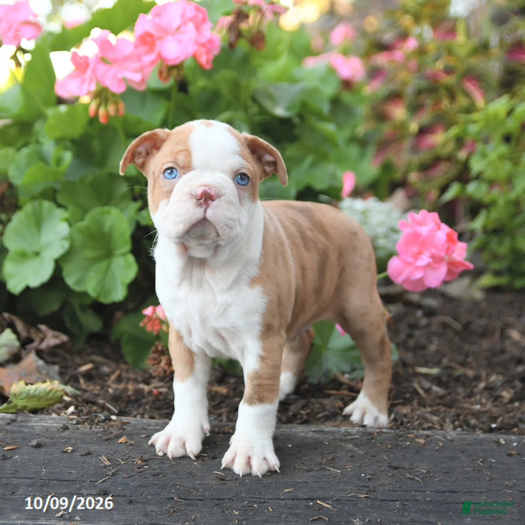 Boston Terrier dogs for sale: Lucky - Ad 2