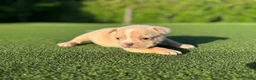 French Bulldog dogs for sale: Lizzy - Ad 4