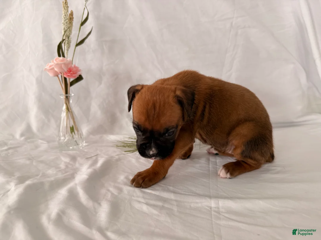 Boxer dogs for sale: Brinley  - Ad 2
