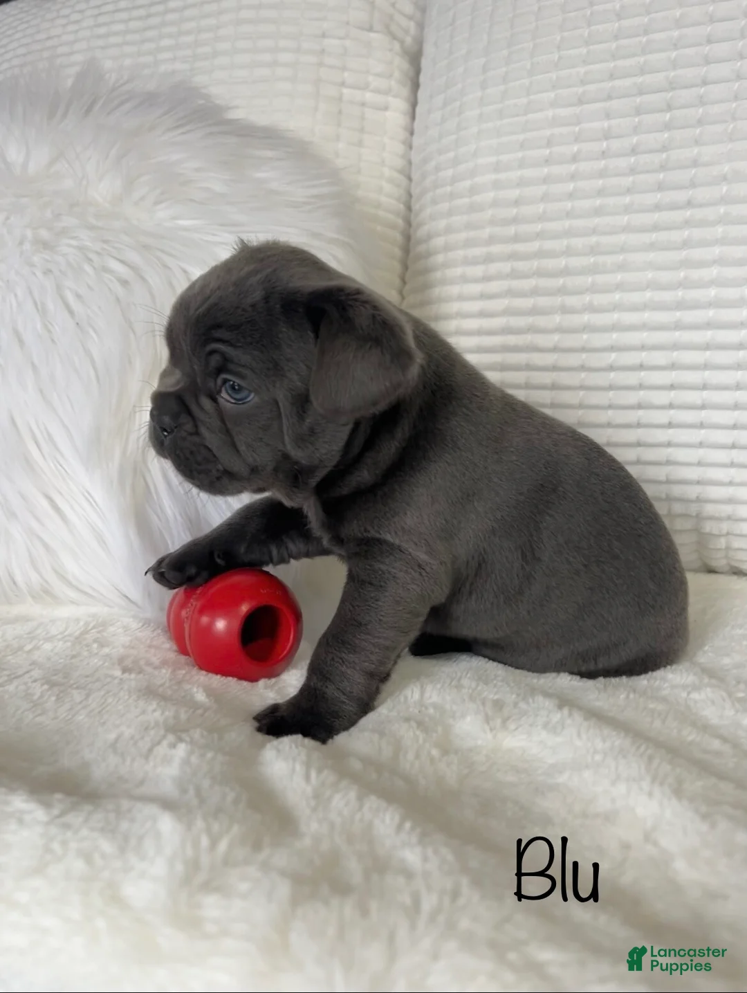 Mixed Breed dogs for sale: Blu - Ad 7