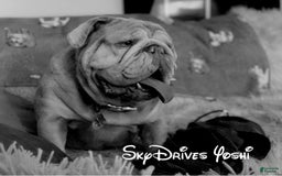 Old English Sheepdog dogs for stud: Skydrives Yoshi - Image 10