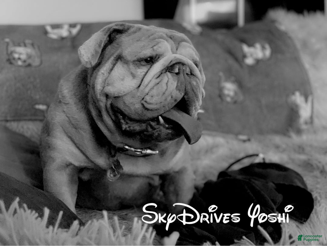 Old English Sheepdog dogs for stud: Skydrives Yoshi - Image 10