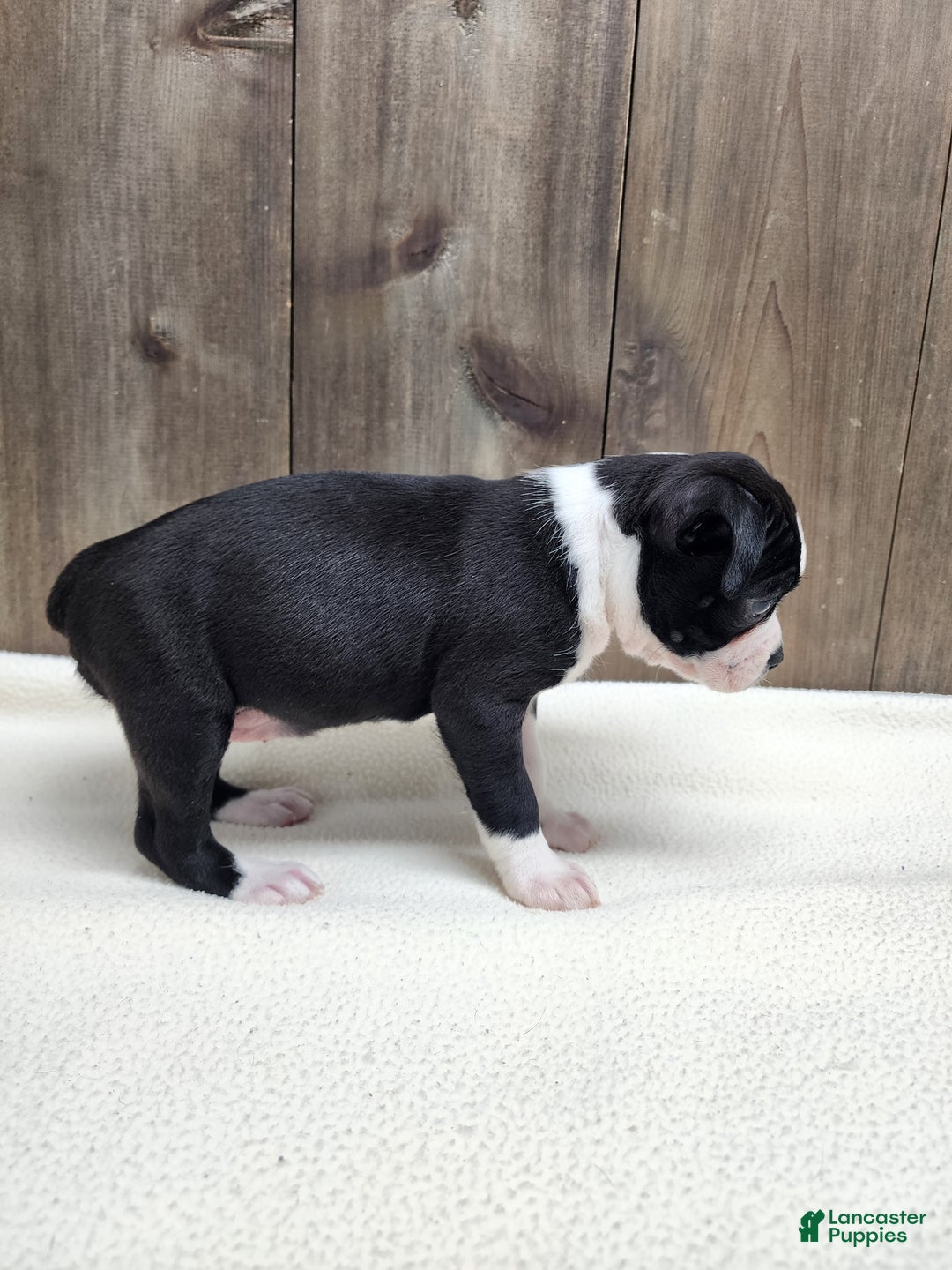 Boston Terrier dogs for sale: Boston Terrier Puppy 6 - Ad 9