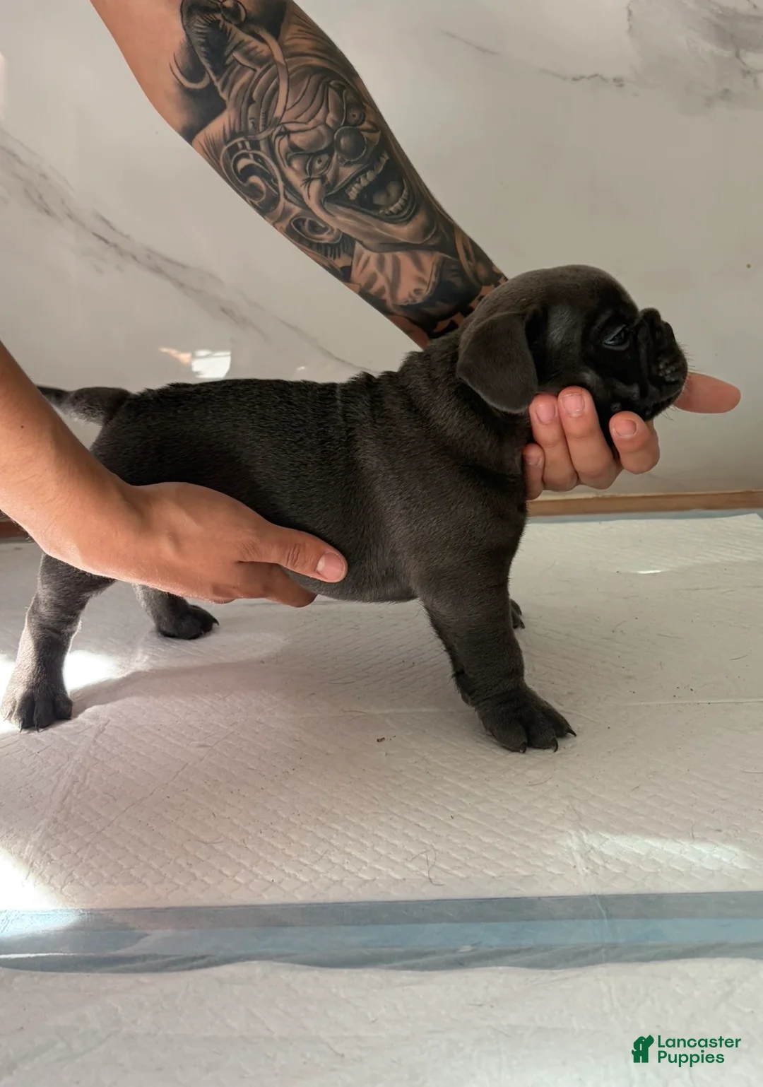 American Bulldog dogs for sale: American Bulldog 2 - Ad 2