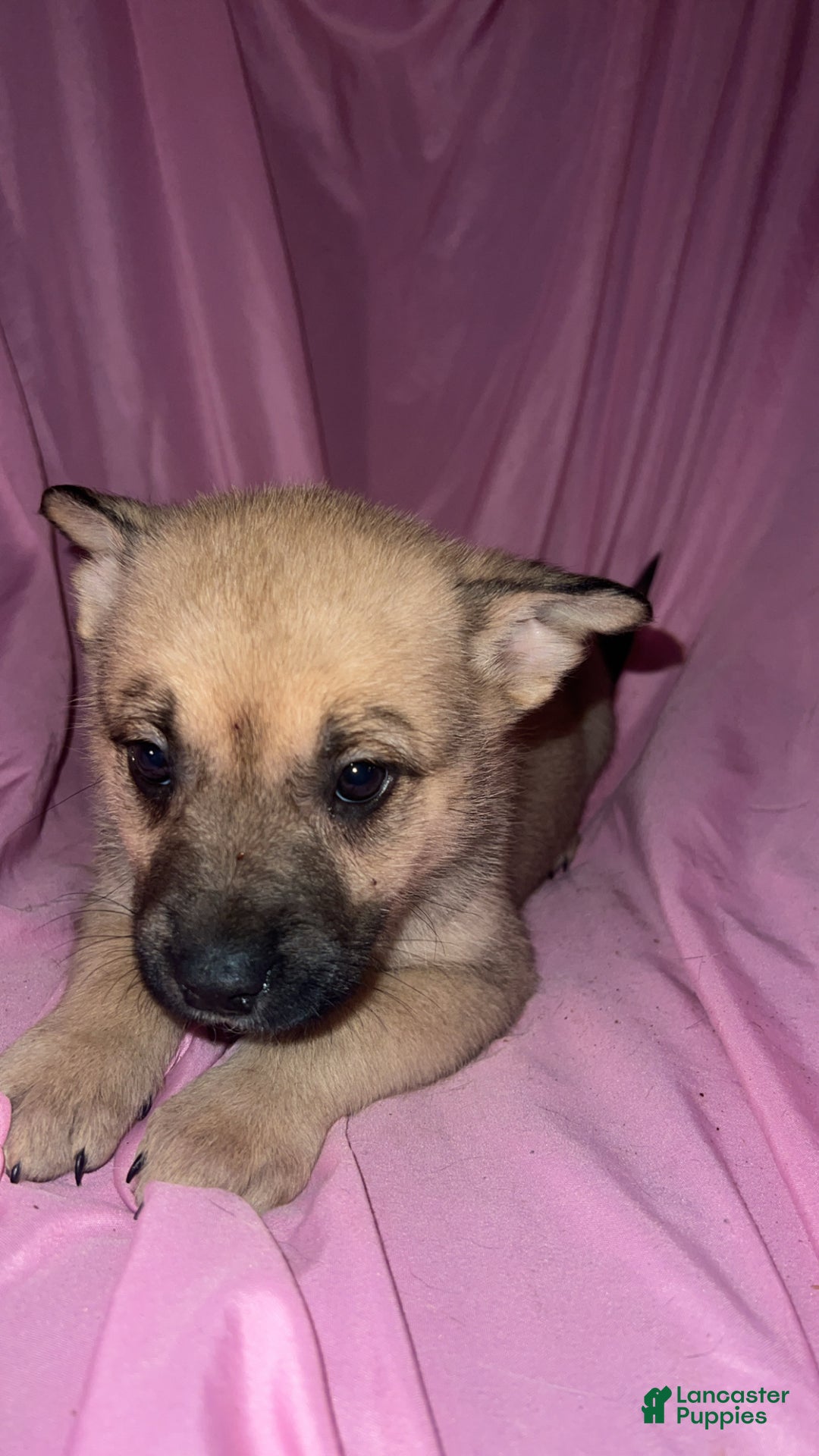 Mixed Breed dogs for sale: Girl 4 - Ad 5
