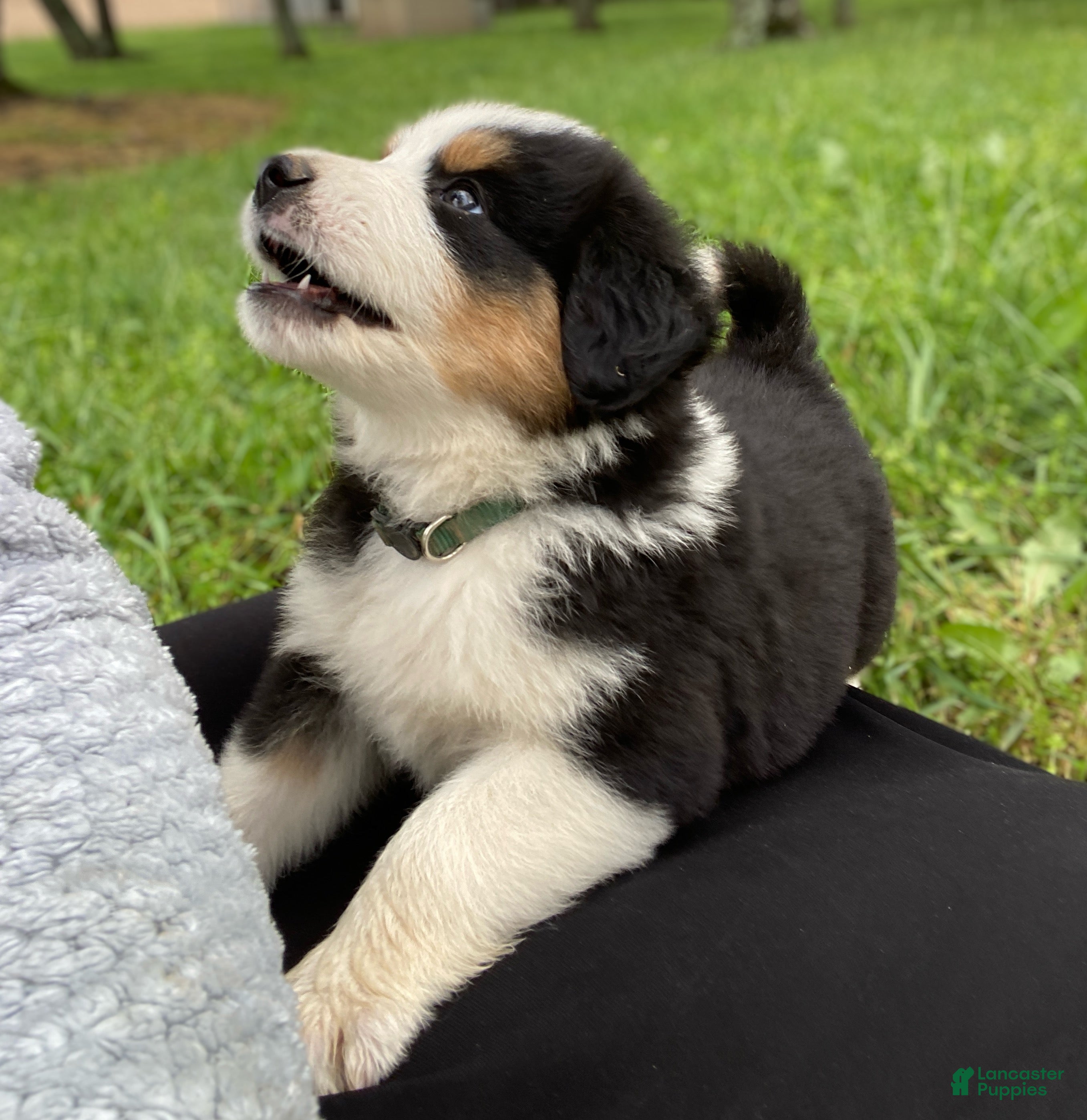 Mixed Breed dogs ♥️BABY BEAR♥️ - Ad 1