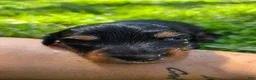Mixed Breed dogs for sale: Susie - Ad 5