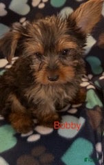Yorkshire Terrier dogs Bobby Male - Ad 2