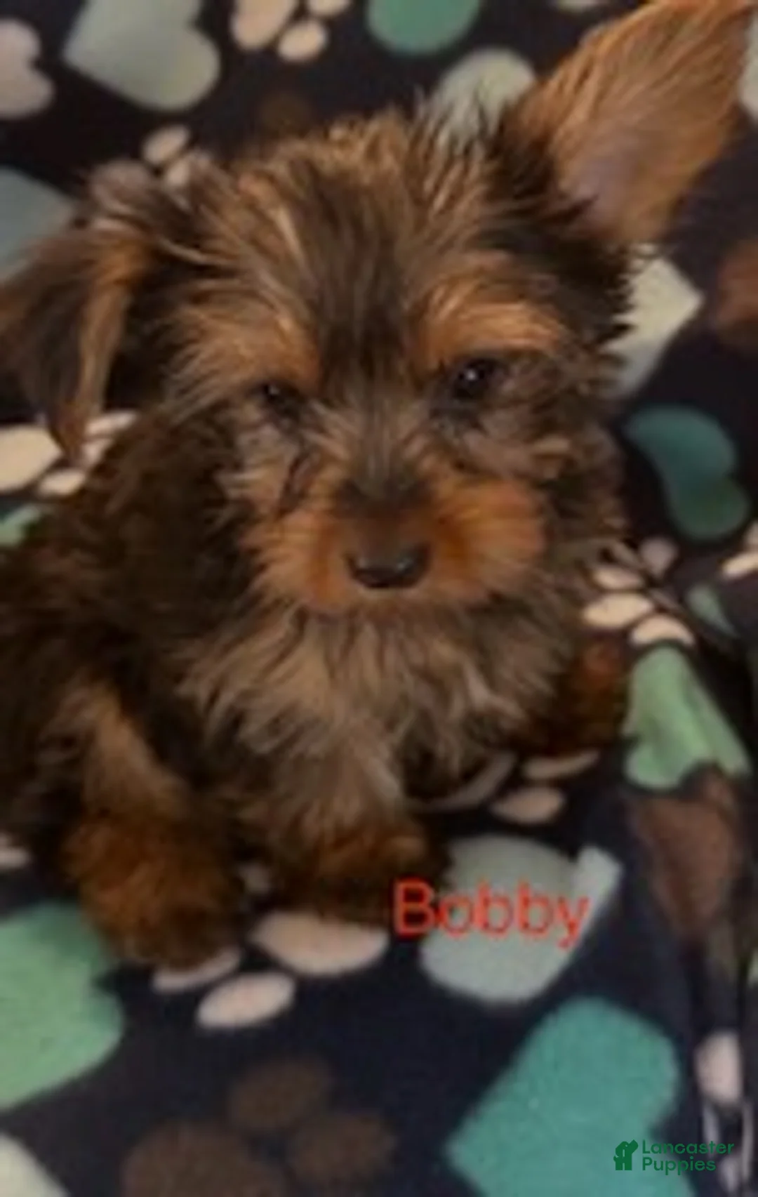 Yorkshire Terrier dogs for sale: Bobby Male - Ad 2