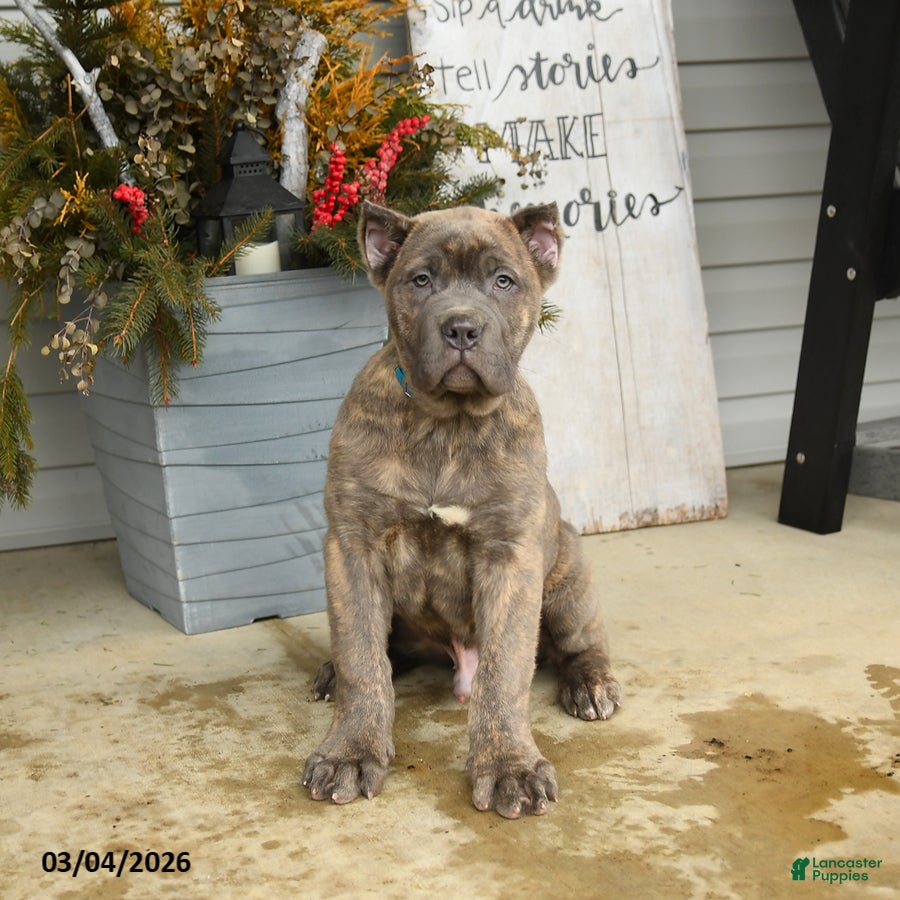 Cane Corso dogs Maverick - Ad 2