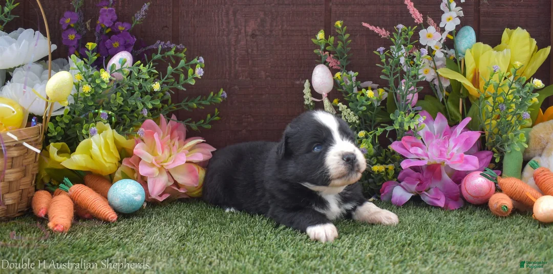 Australian Shepherd dogs for sale: Grumpy 1 blue 1 brown eye - Ad 1