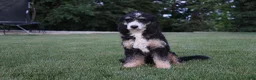 Mini Bernedoodle dogs for sale: Peyton  - Ad 5