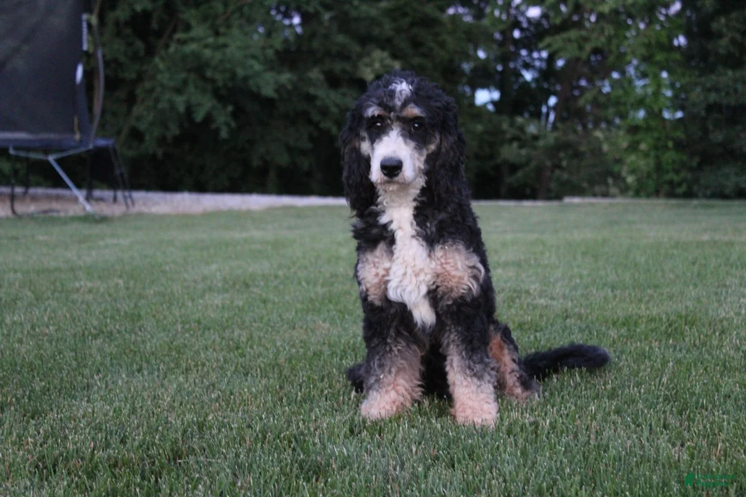 Mini Bernedoodle dogs for sale: Peyton  - Ad 5