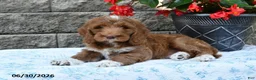 Goldendoodle dogs for sale: Oliver - Ad 4