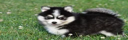 Pomsky dogs for sale: Polly - Ad 8