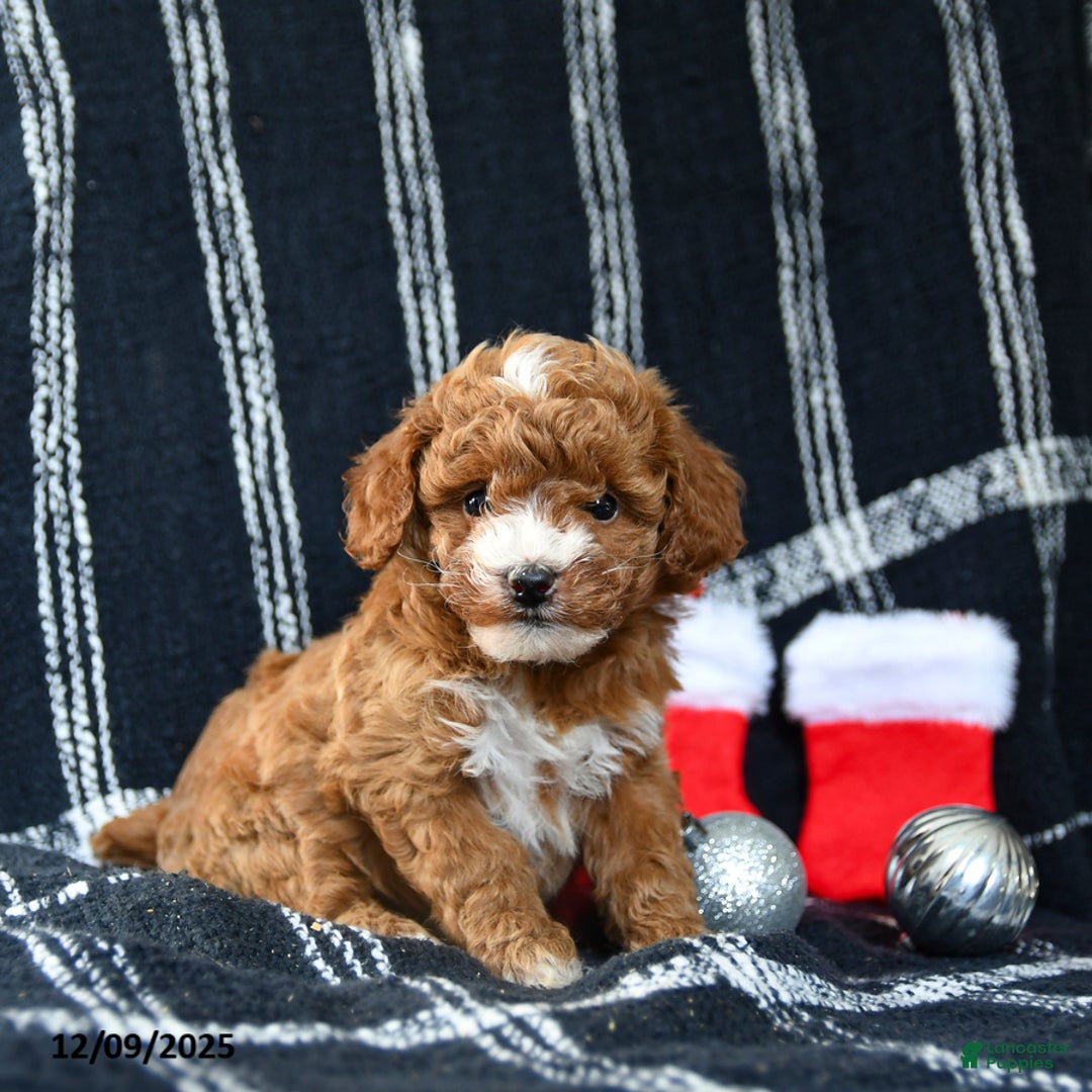 Miniature Poodle dogs for sale: Sweet Pea - Ad 1