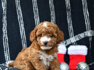 Miniature Poodle dogs Sweet Pea - Ad 42