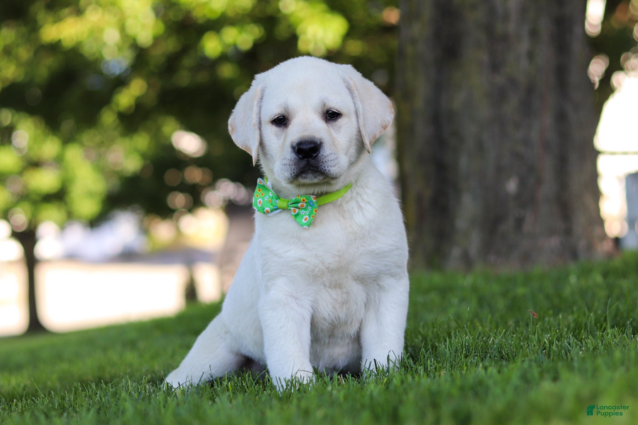 Labrador Retriever dogs for sale: Bernie - Ad 5