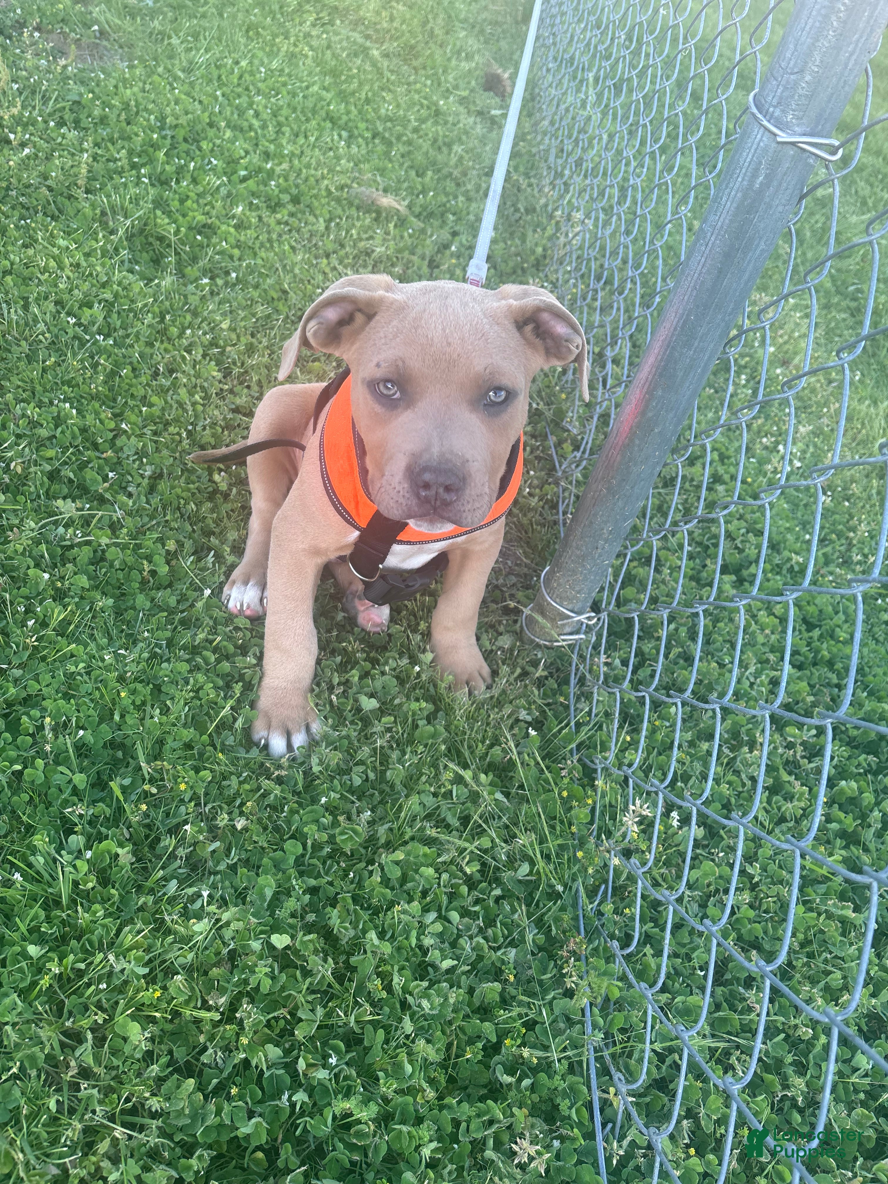 American Bully dogs American Bully Puppy 1 - Ad 2