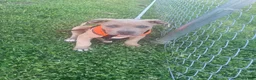 American Bully dogs for sale: American Bully Puppy 1 - Ad 1