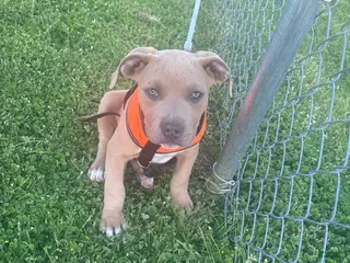 American Bully dogs American Bully Puppy 1 - Ad 21