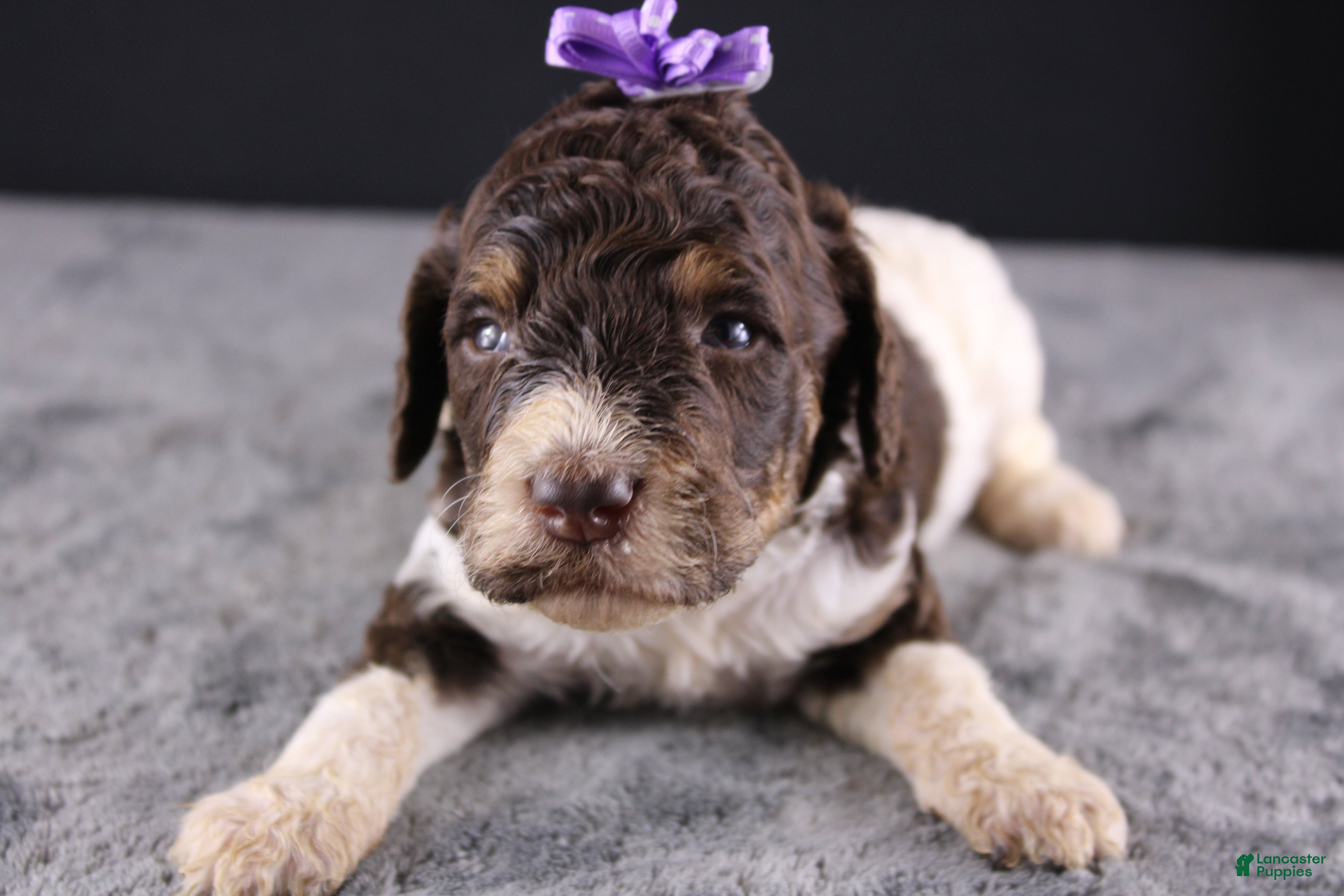 Standard Poodle dogs Loretta L - Ad 10