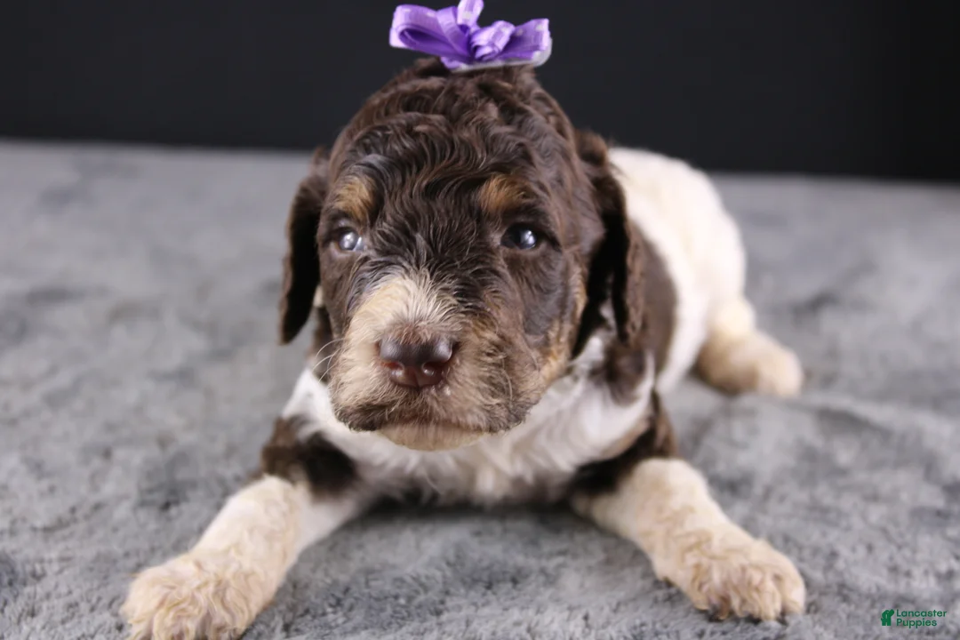 Standard Poodle dogs for sale: Loretta L - Ad 1