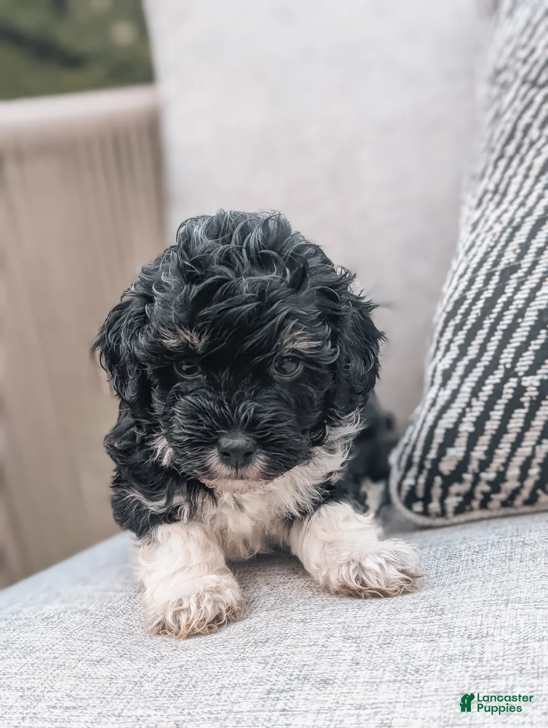 Havanese dogs for sale: Tilly - Ad 8