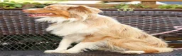 Miniature Australian Shepherd dogs for sale: Maverick - Ad 4