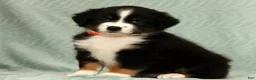 Australian Shepherd dogs for sale: Charlie - Ad 5