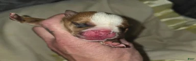English Bulldog 1
