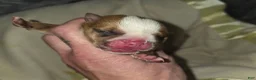 English Bulldog dogs for sale: English Bulldog 1 - Ad 1