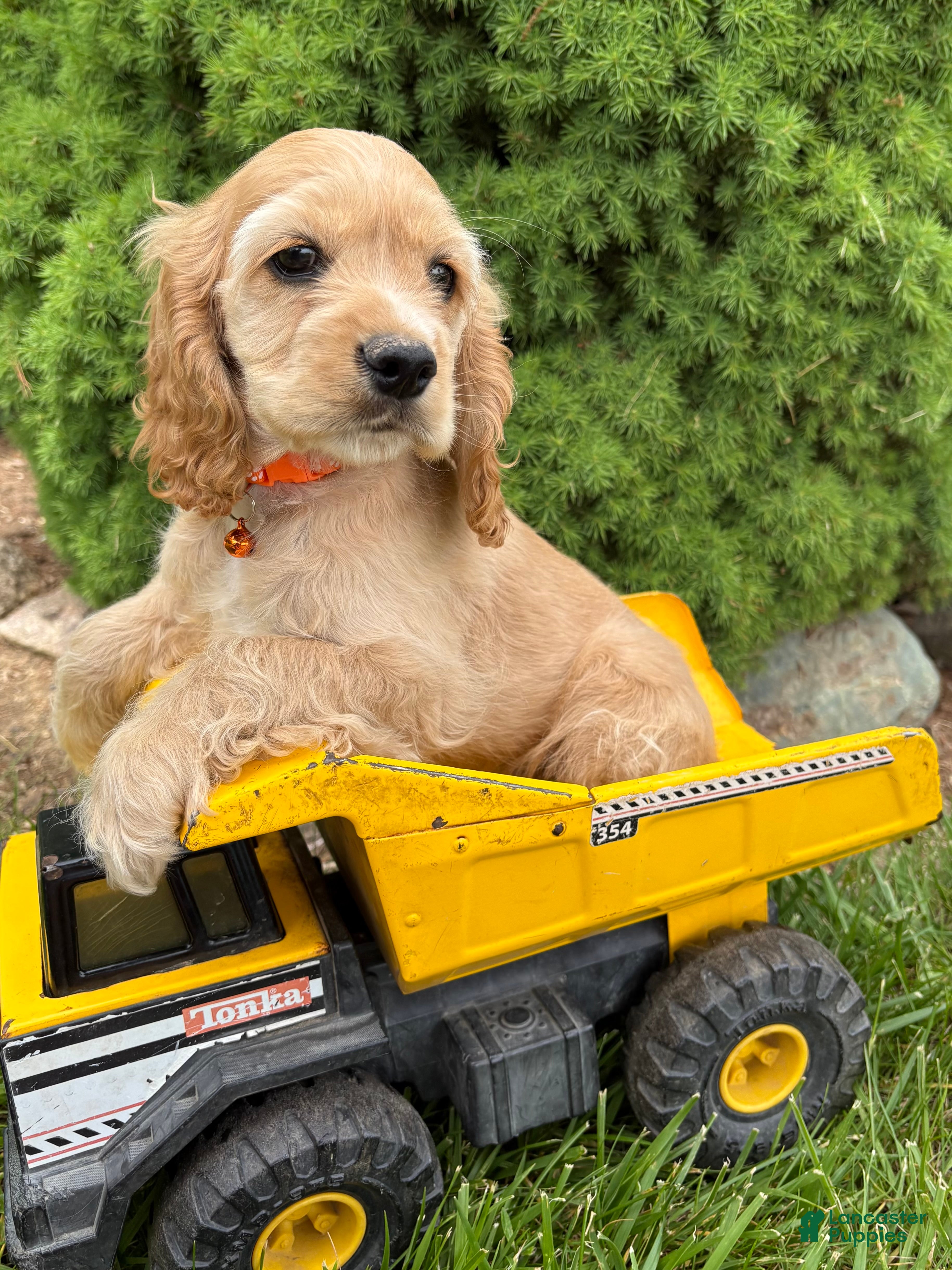 Cocker Spaniel dogs Jimmy - Ad 1