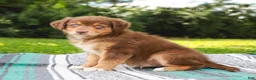 Australian Shepherd dogs for sale: Captain - Ad 4