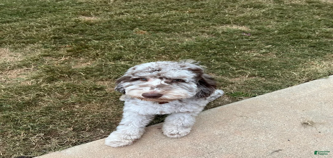 Gallery Image {{count}}