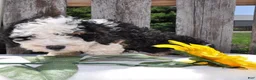 Mini Bernedoodle dogs for sale: Mr. Panda Bear - Ad 4