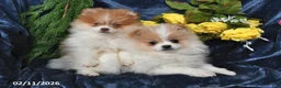 Pomeranian dogs for sale: Carson - Ad 5