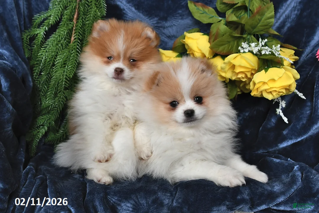 Pomeranian dogs for sale: Carson - Ad 5