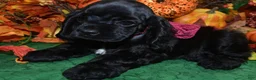 Cocker Spaniel dogs for sale: AKC Aspen Black American Cocker Spaniel Puppy - Ad 3
