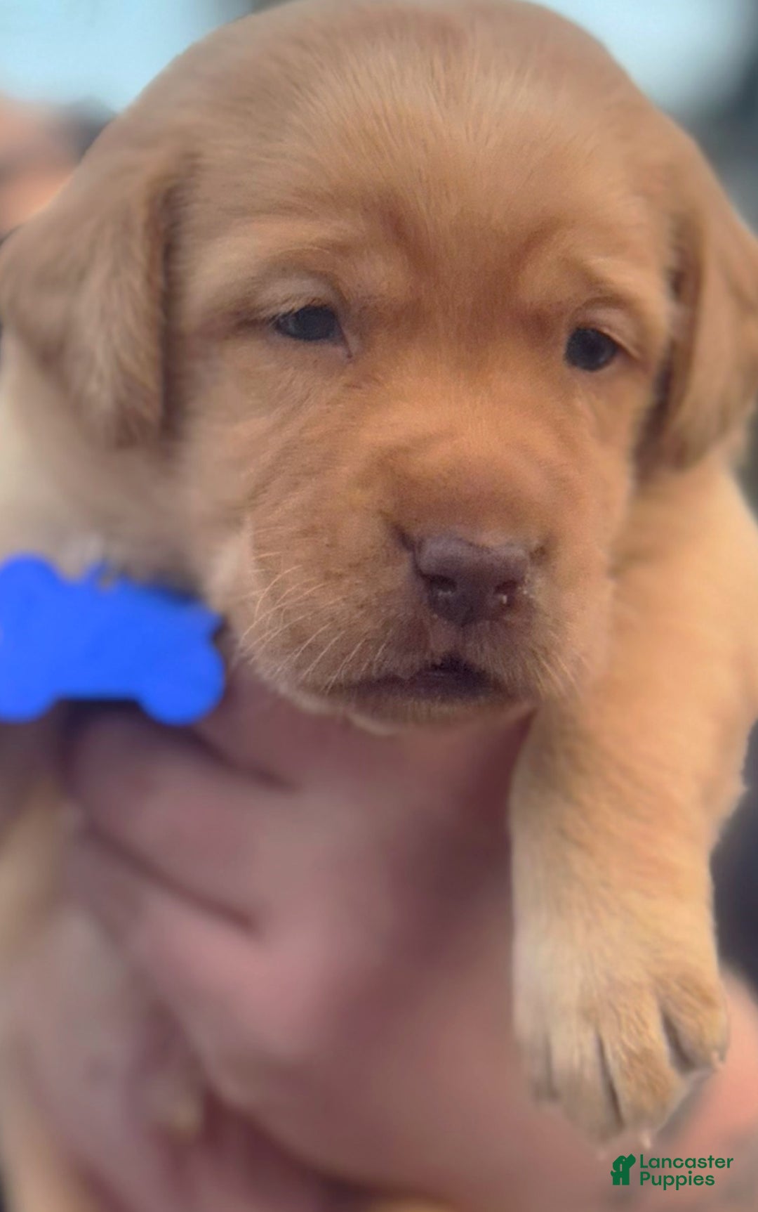 Labrador Retriever dogs for sale: Labrador Retriever Puppy 1 - Ad 9