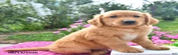 Golden Retriever dogs for sale: Cider - Ad 3
