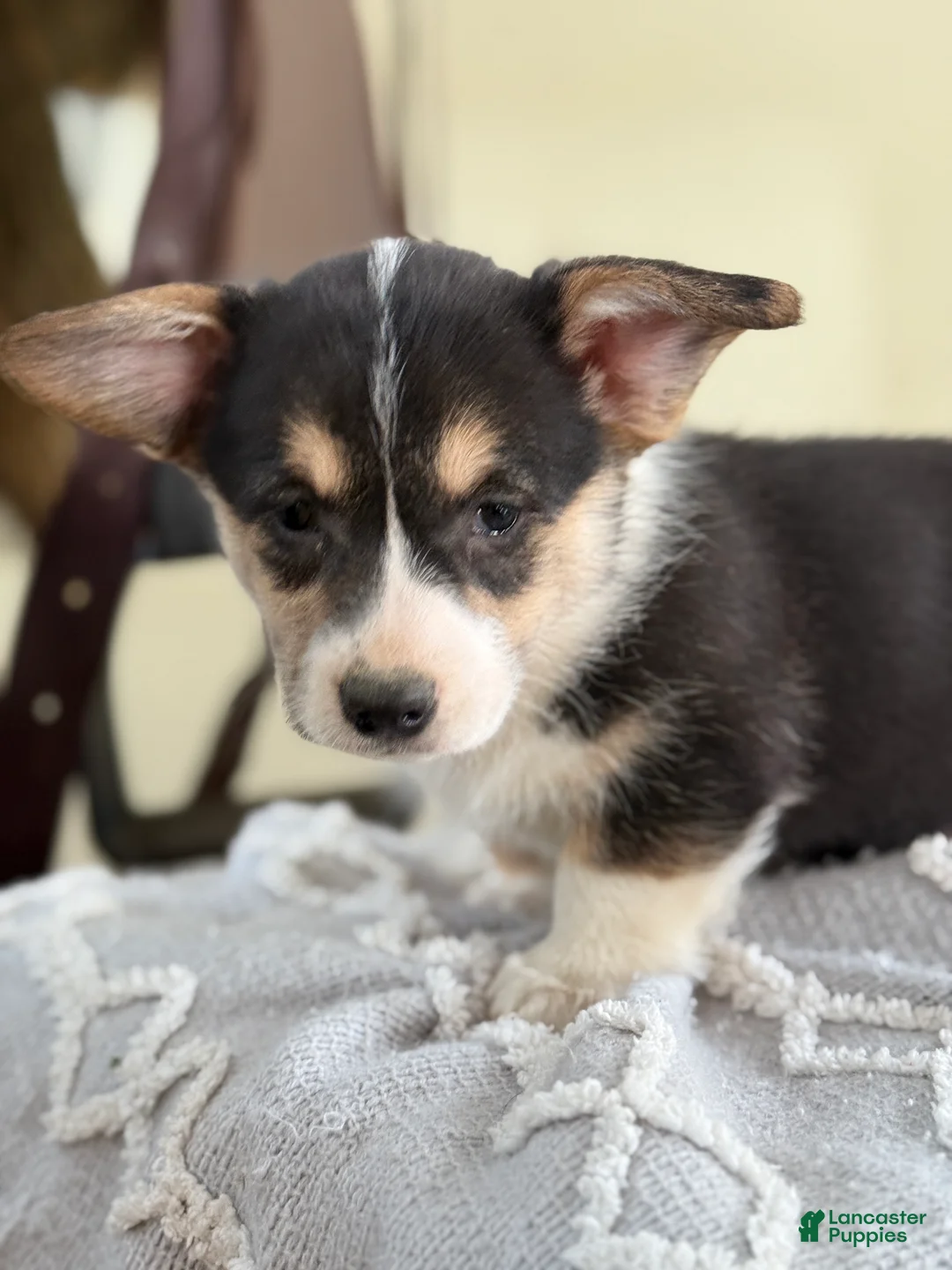 Welsh Corgi Pembroke dogs for sale: Fudge - Ad 4
