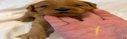 Goldendoodle dogs for sale: Goldendoodle 4 - Ad 5