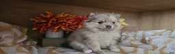 Pomeranian dogs for sale: Pomeranian Puppy 3 - Ad 1