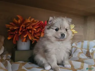 Pomeranian dogs Pomeranian Puppy 3 - Ad 42