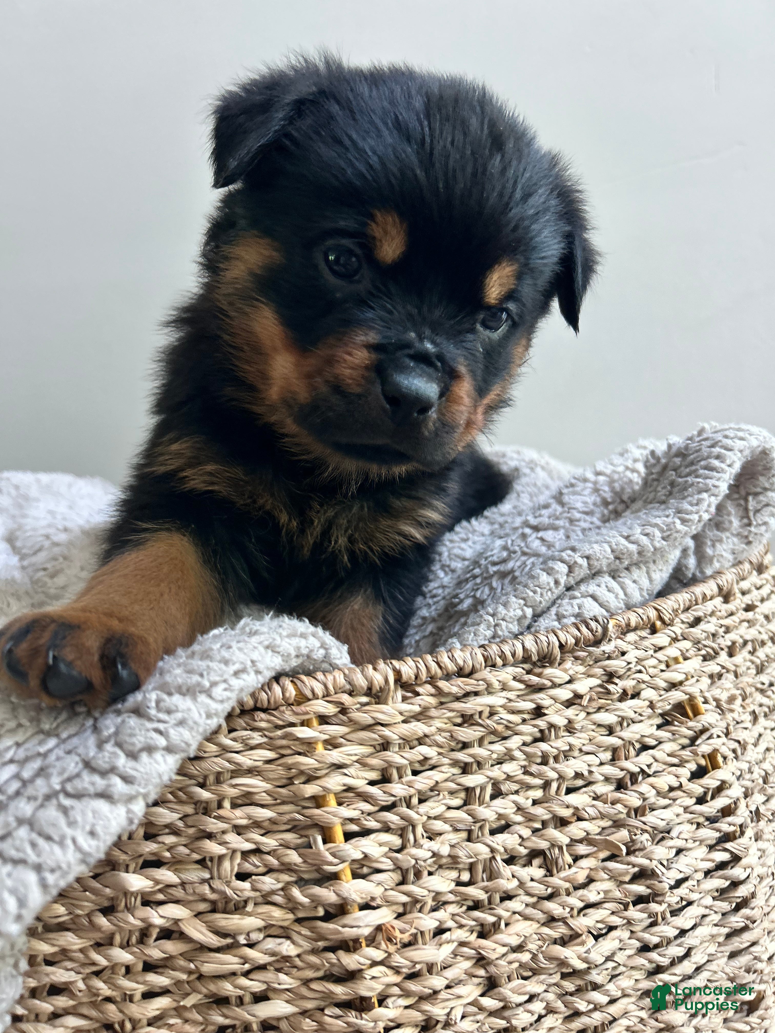 Cookie Rottweiler for sale in Myerstown | Lancaster Puppies