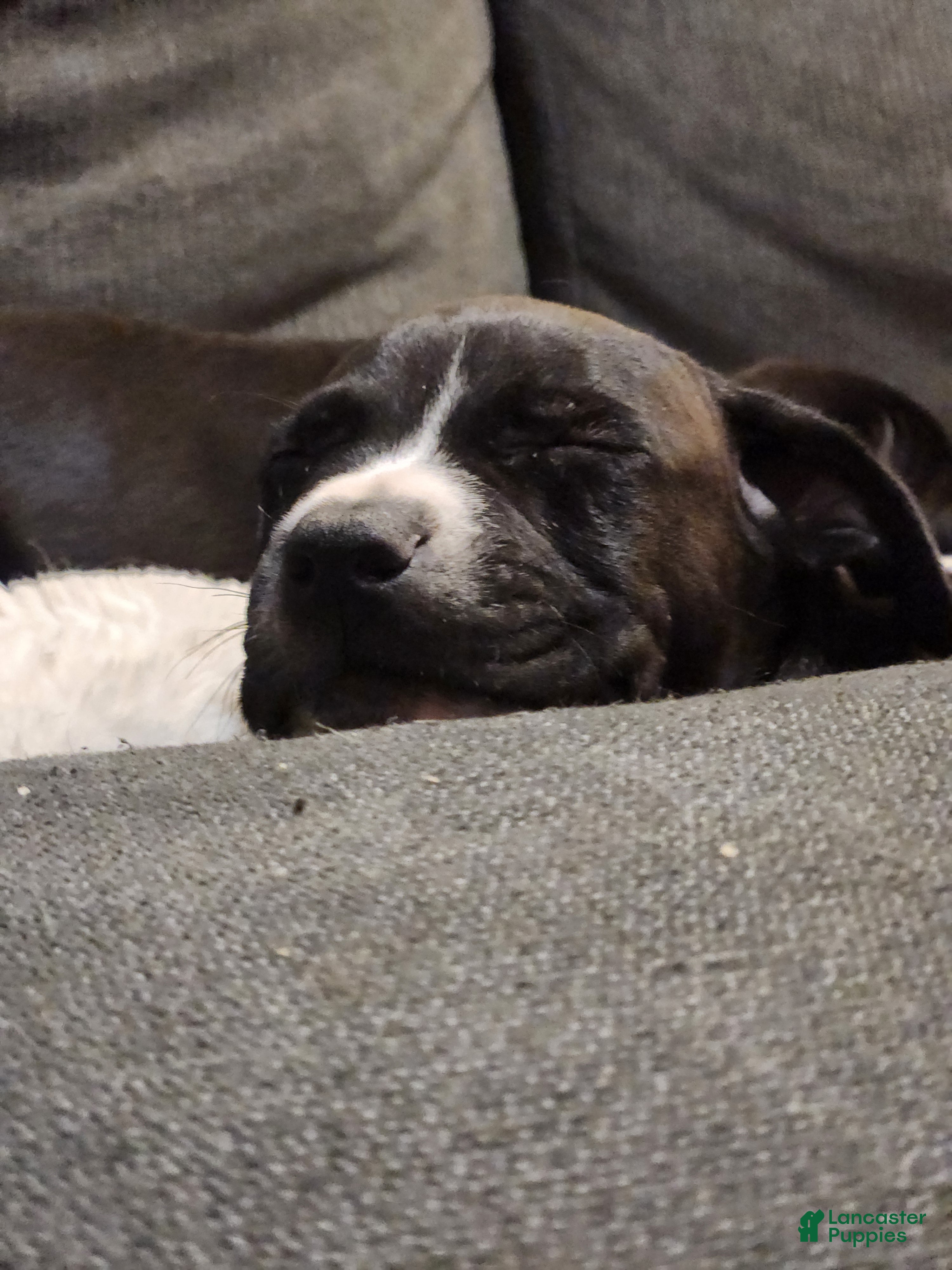 American Pit Bull Terrier dogs American Pit Bull Terrier 1 - Ad 28